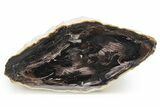 Wide, Polished Petrified Wood Limb - McDermitt, Oregon #218213-1